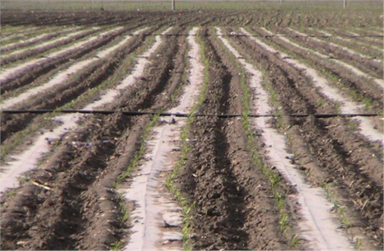 彰武縣節水增糧項目