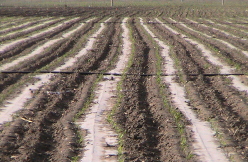 彰武縣節(jié)水增糧項(xiàng)目